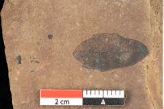 Foto (Detailsansicht) von Quercus palaeoilex Ettingshausen (NHMW-GEO-2024-0188-0920)